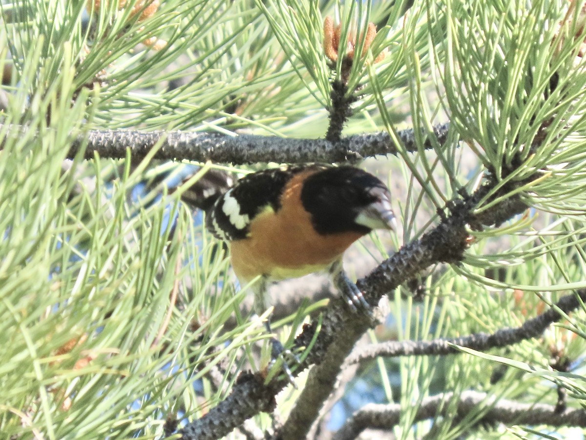 Black-headed Grosbeak - ML637646255