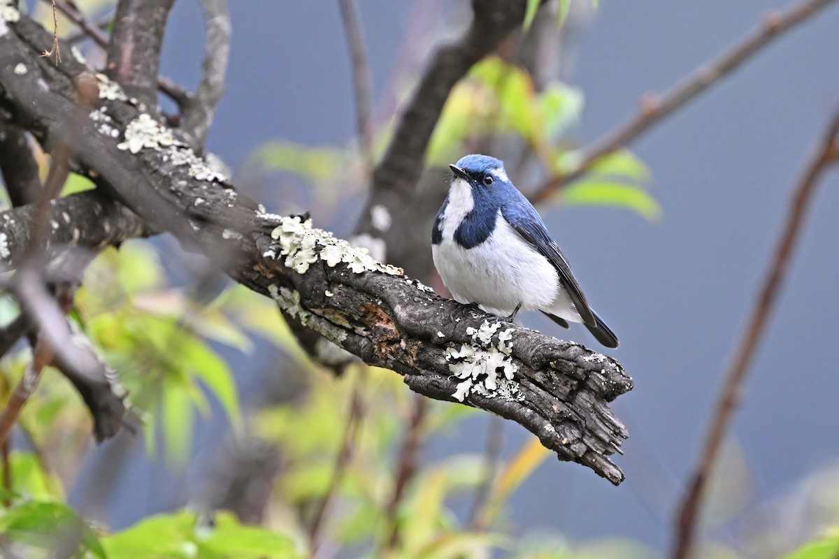 Ultramarine Flycatcher - ML637646261