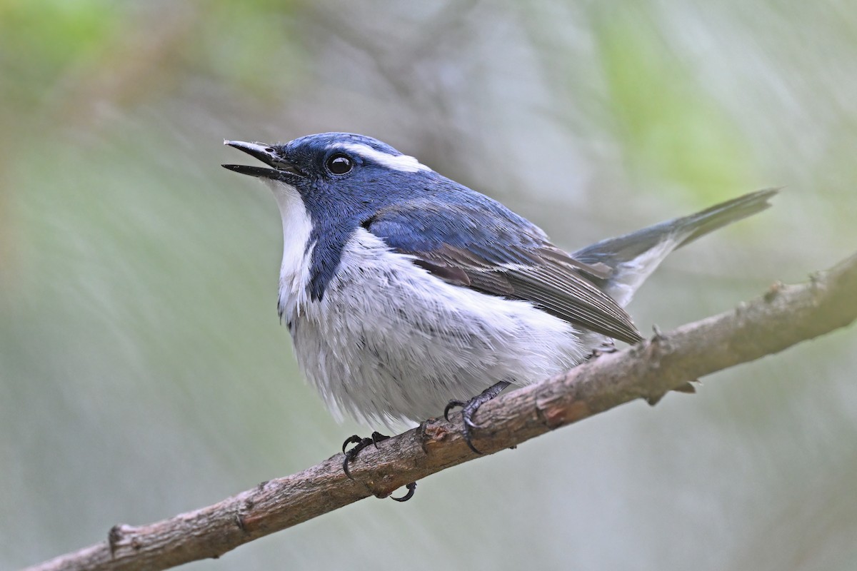 Ultramarine Flycatcher - ML637646262