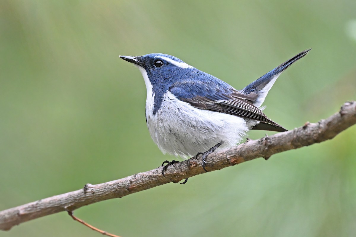 Ultramarine Flycatcher - ML637646263