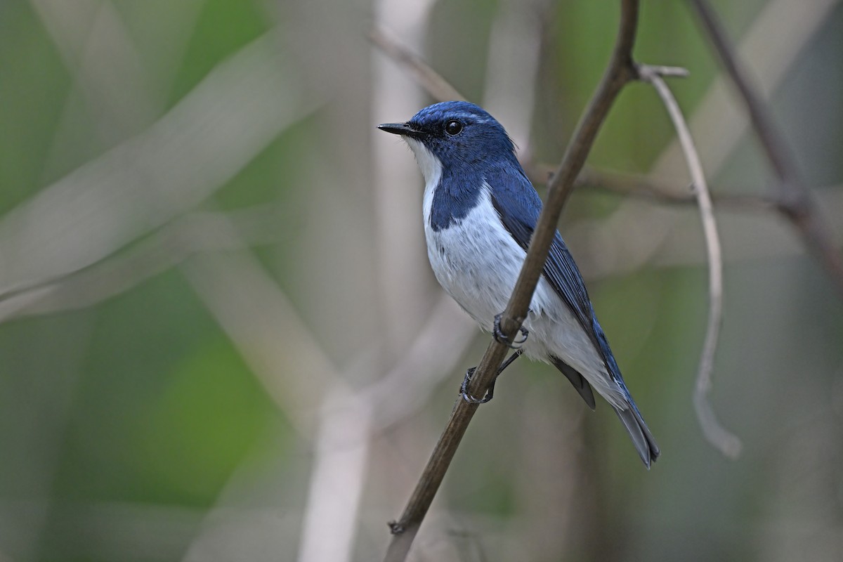 Ultramarine Flycatcher - ML637646267