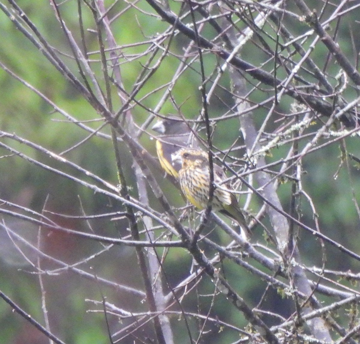 Spot-winged Grosbeak - ML637646294