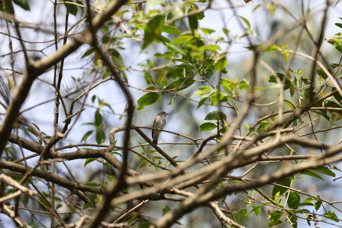 Dark-sided Flycatcher - ML637646304