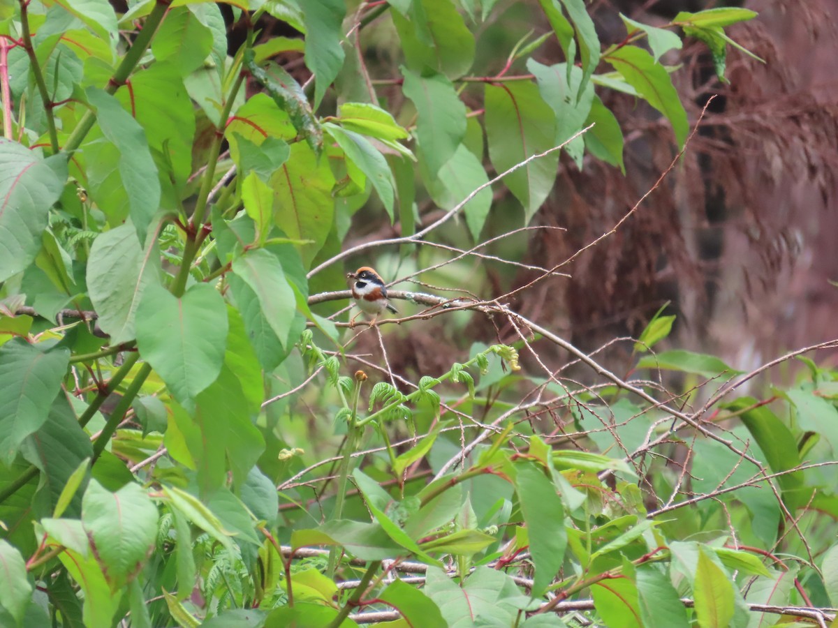 Black-throated Tit - ML637646366