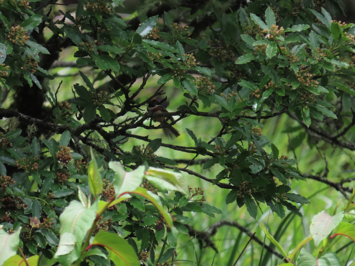 Black-throated Tit - ML637646372