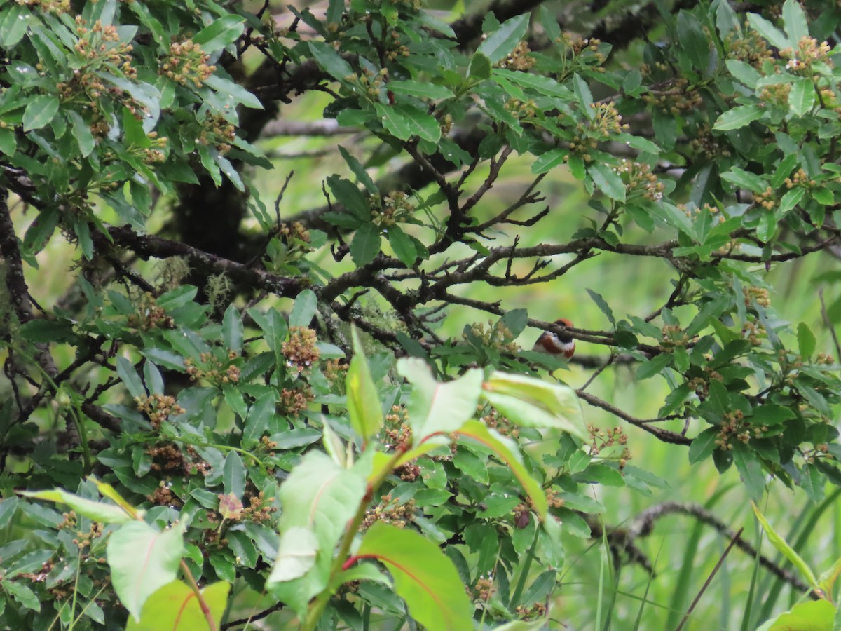 Black-throated Tit - ML637646373