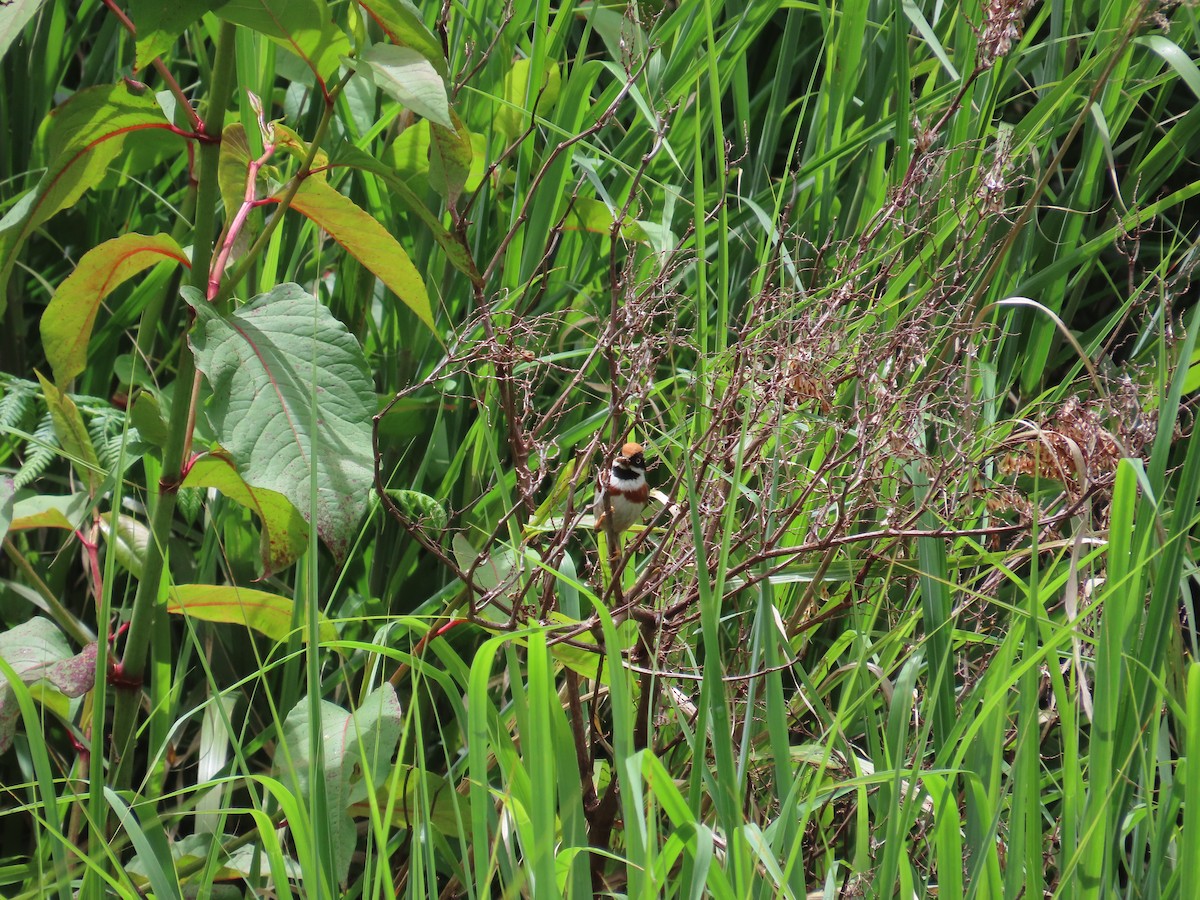 Black-throated Tit - ML637646374