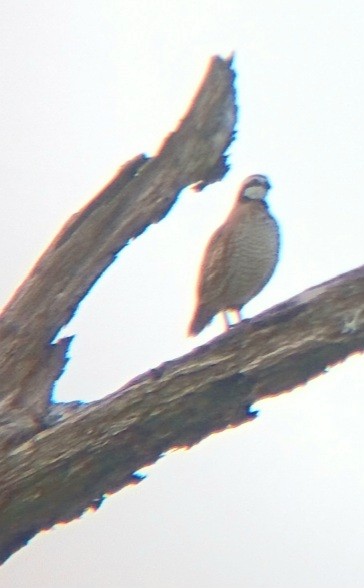 Northern Bobwhite - ML637646376