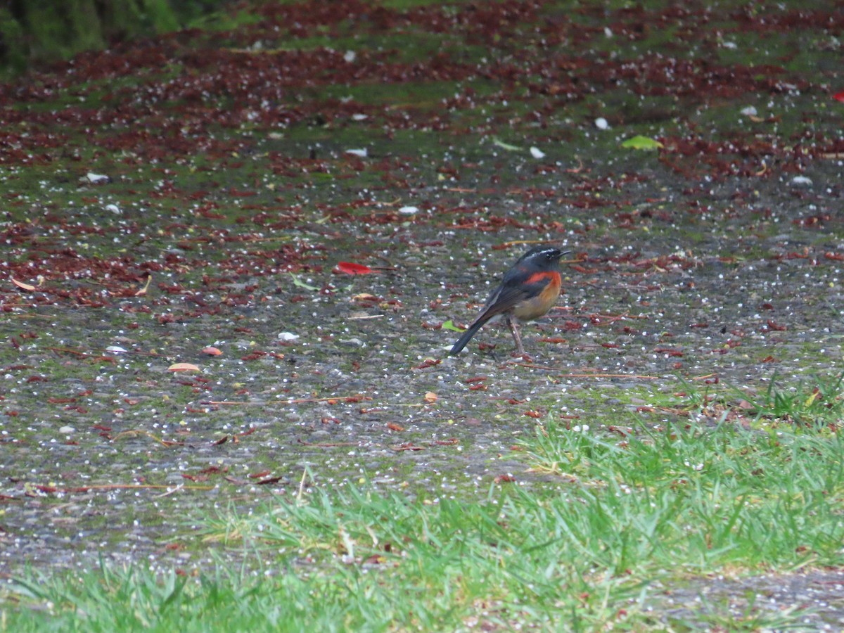 Collared Bush-Robin - ML637646397