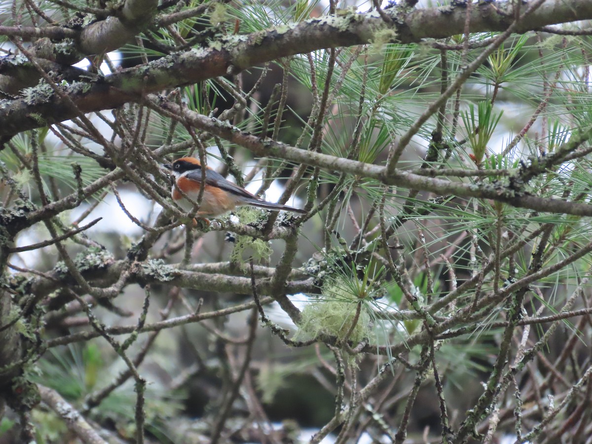 Black-throated Tit - ML637646403