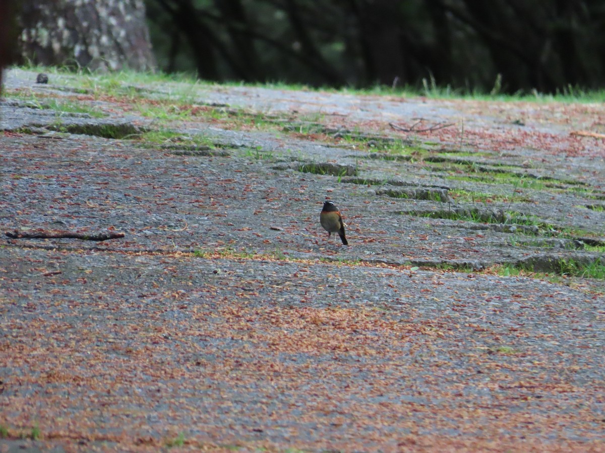 Collared Bush-Robin - ML637646470