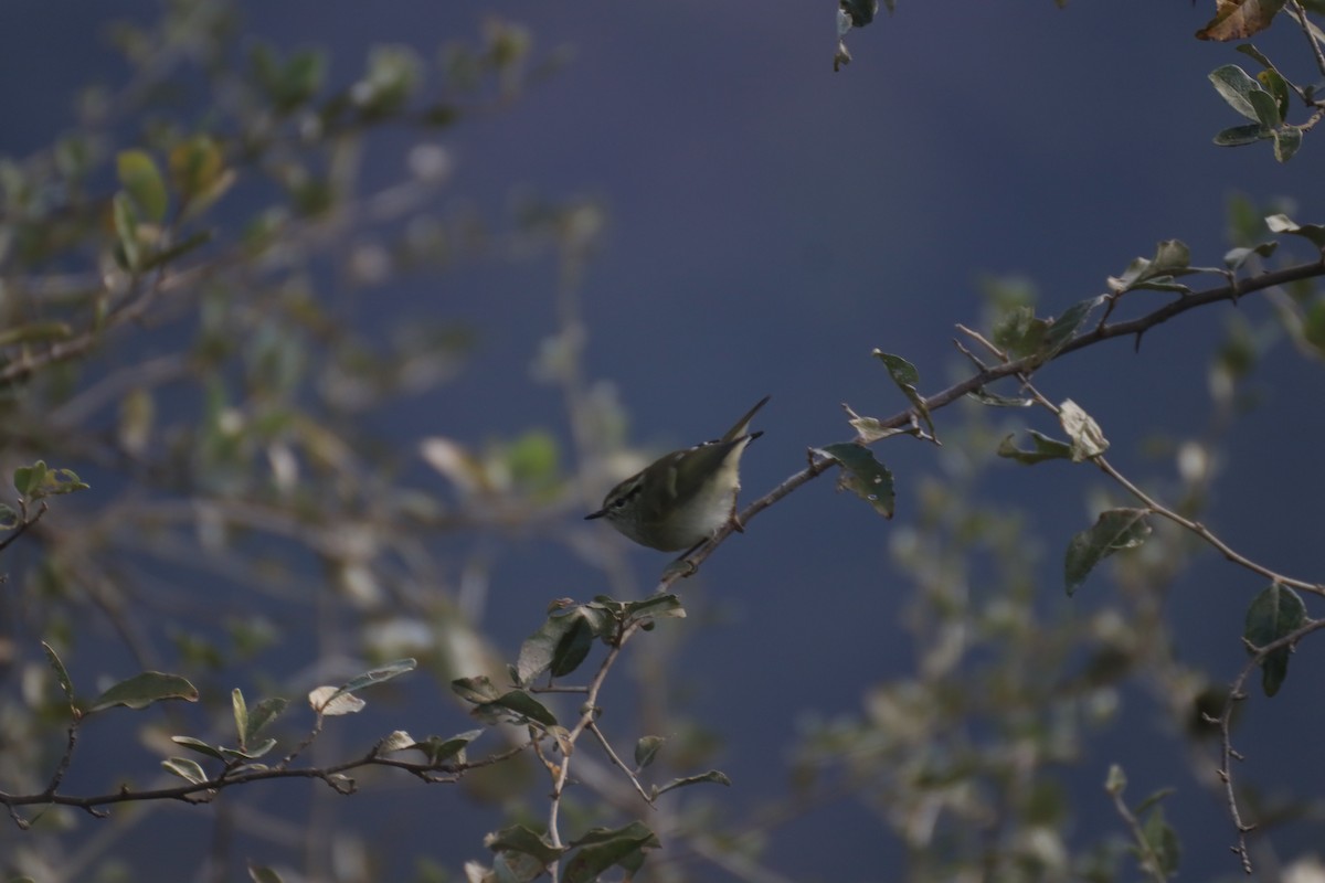 Hume's Warbler - ML637646509
