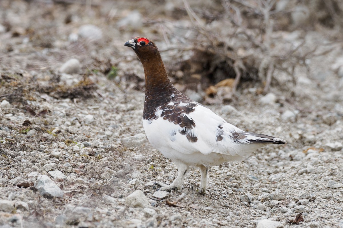 Willow Ptarmigan - ML637646513