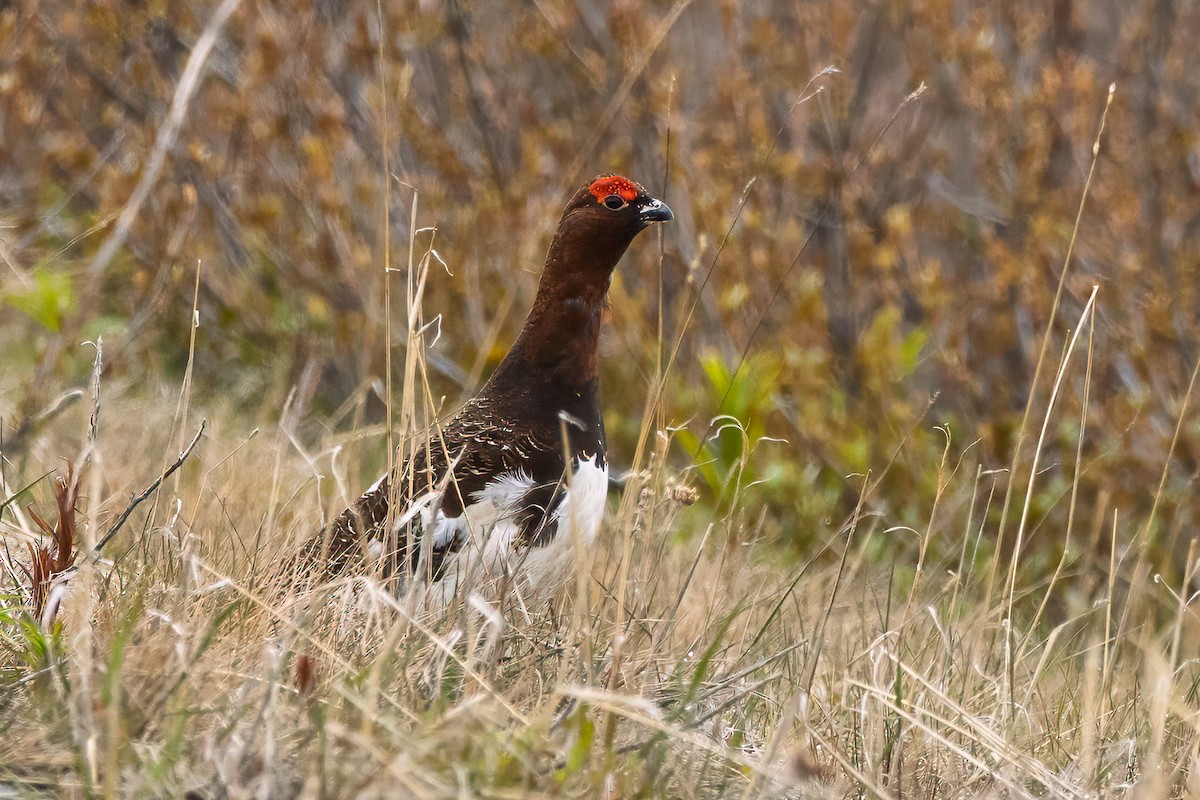 Willow Ptarmigan - ML637646514