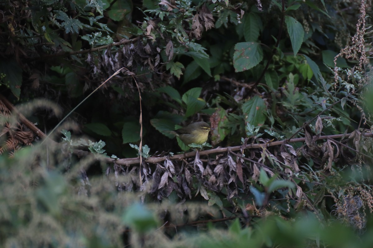 Tickell's Leaf Warbler - ML637646574