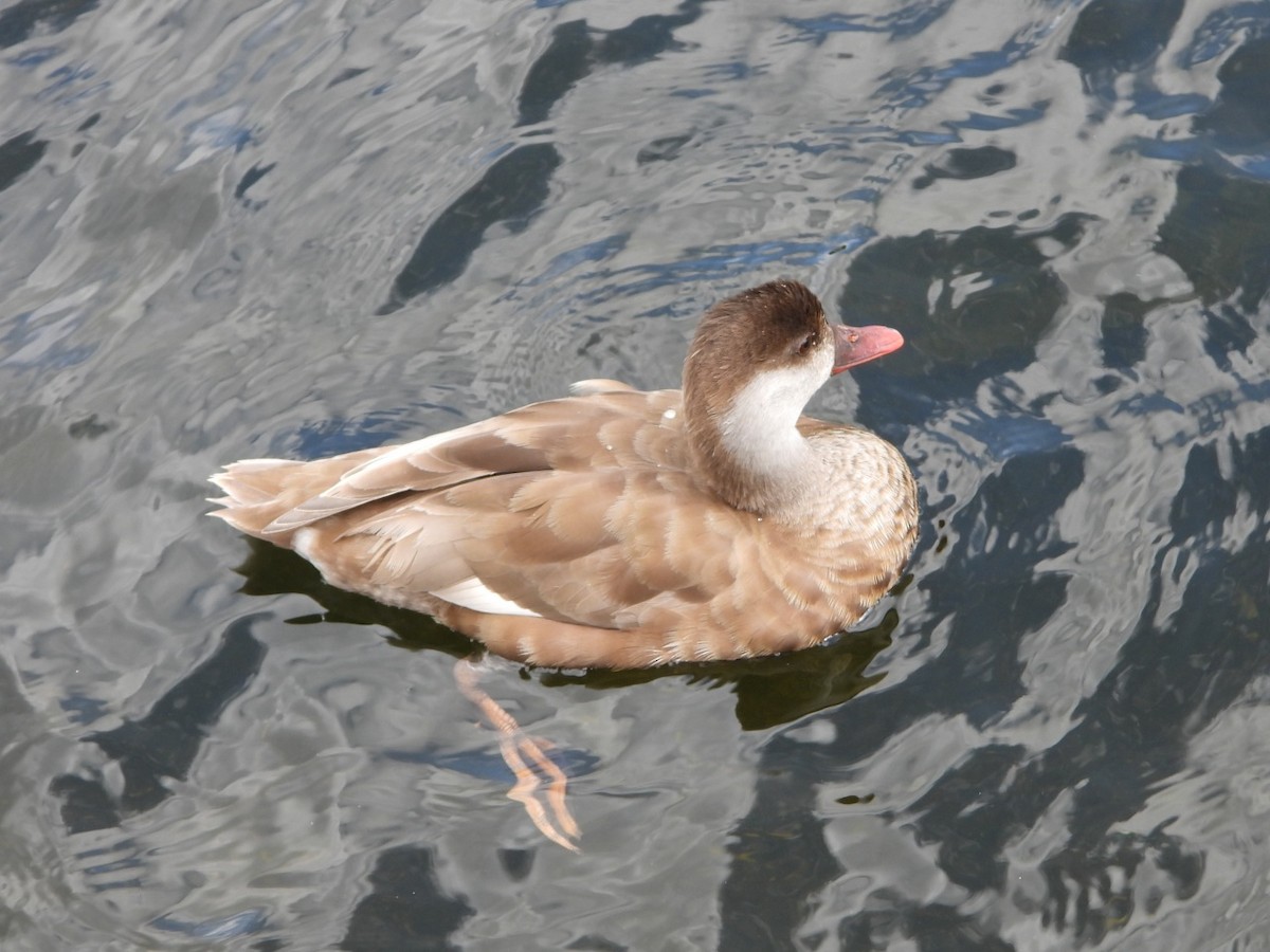 Red-crested Pochard - ML637646632