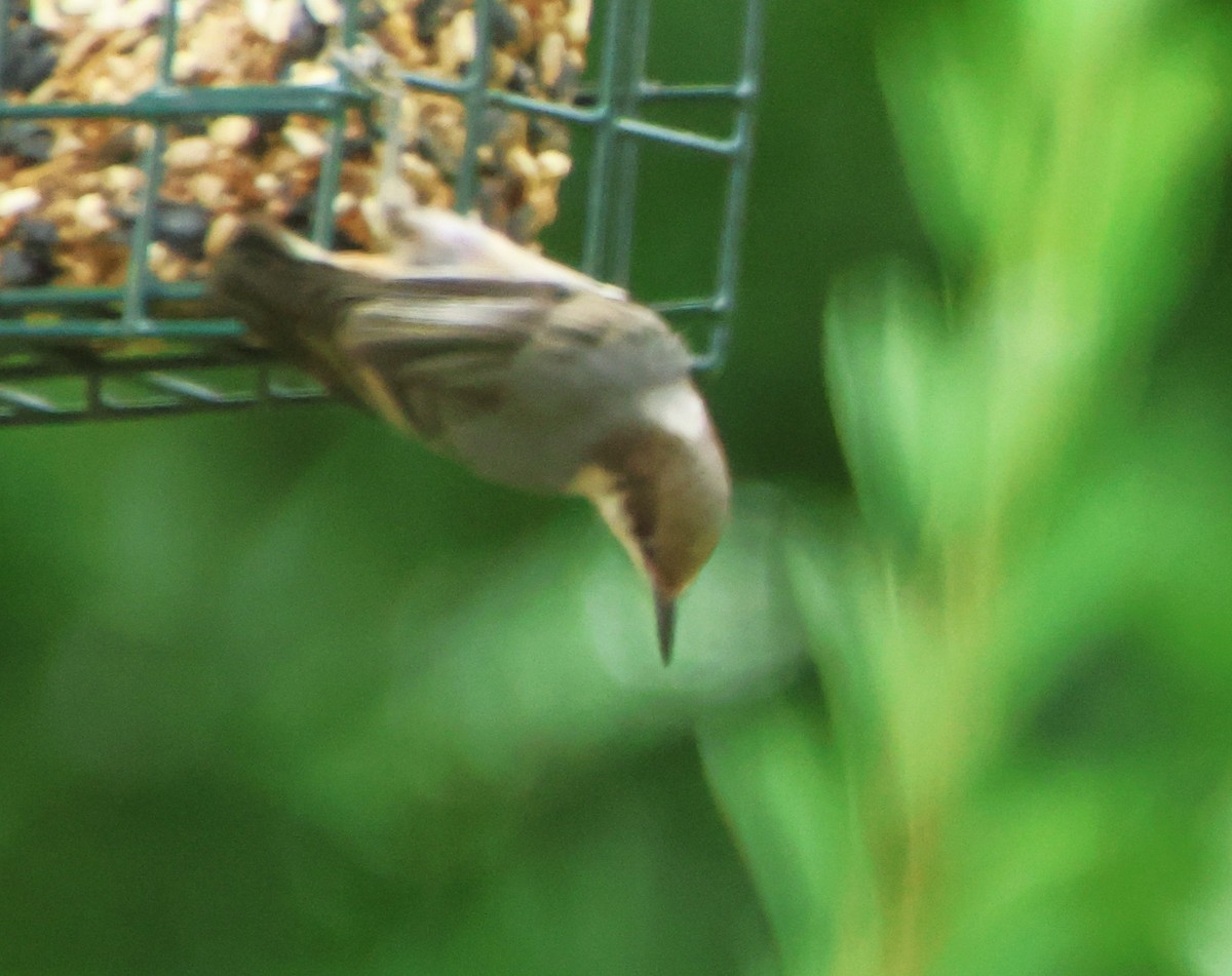 Brown-headed Nuthatch - ML637646640