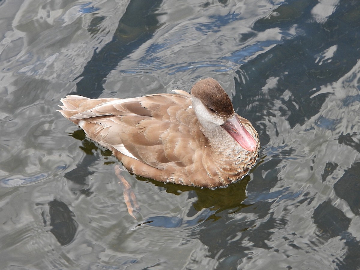 Red-crested Pochard - ML637646644