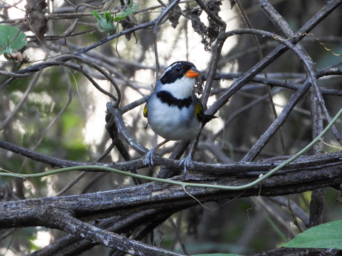 Saffron-billed Sparrow - ML637646743