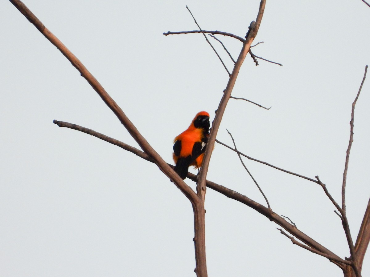 Orange-backed Troupial - ML637646749