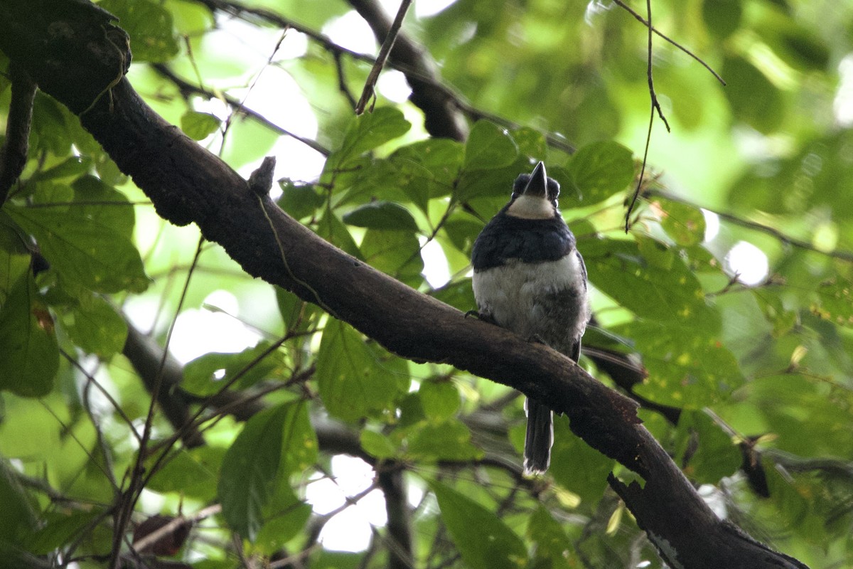 Black-breasted Puffbird - ML637646821