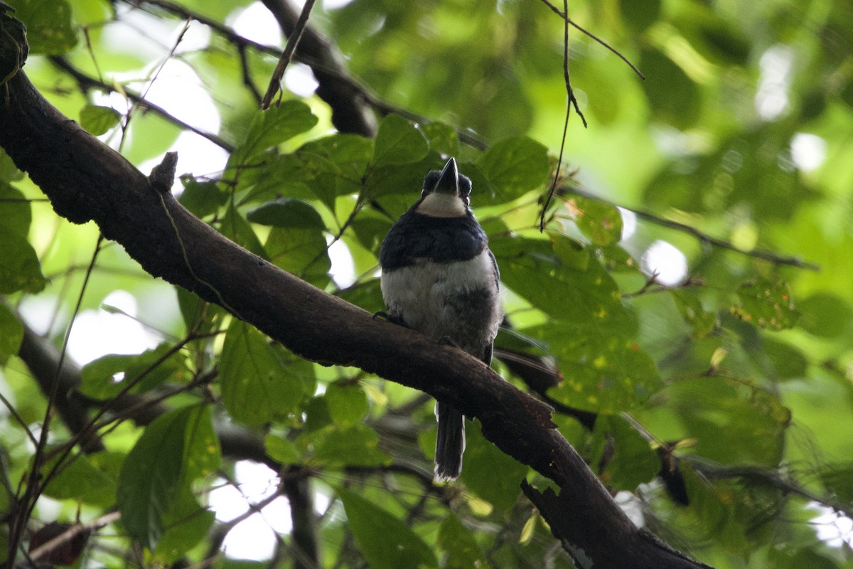Black-breasted Puffbird - ML637646822