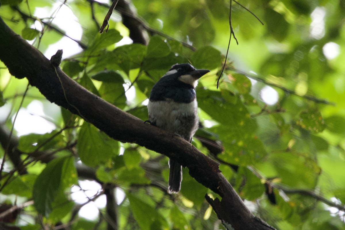 Black-breasted Puffbird - ML637646823