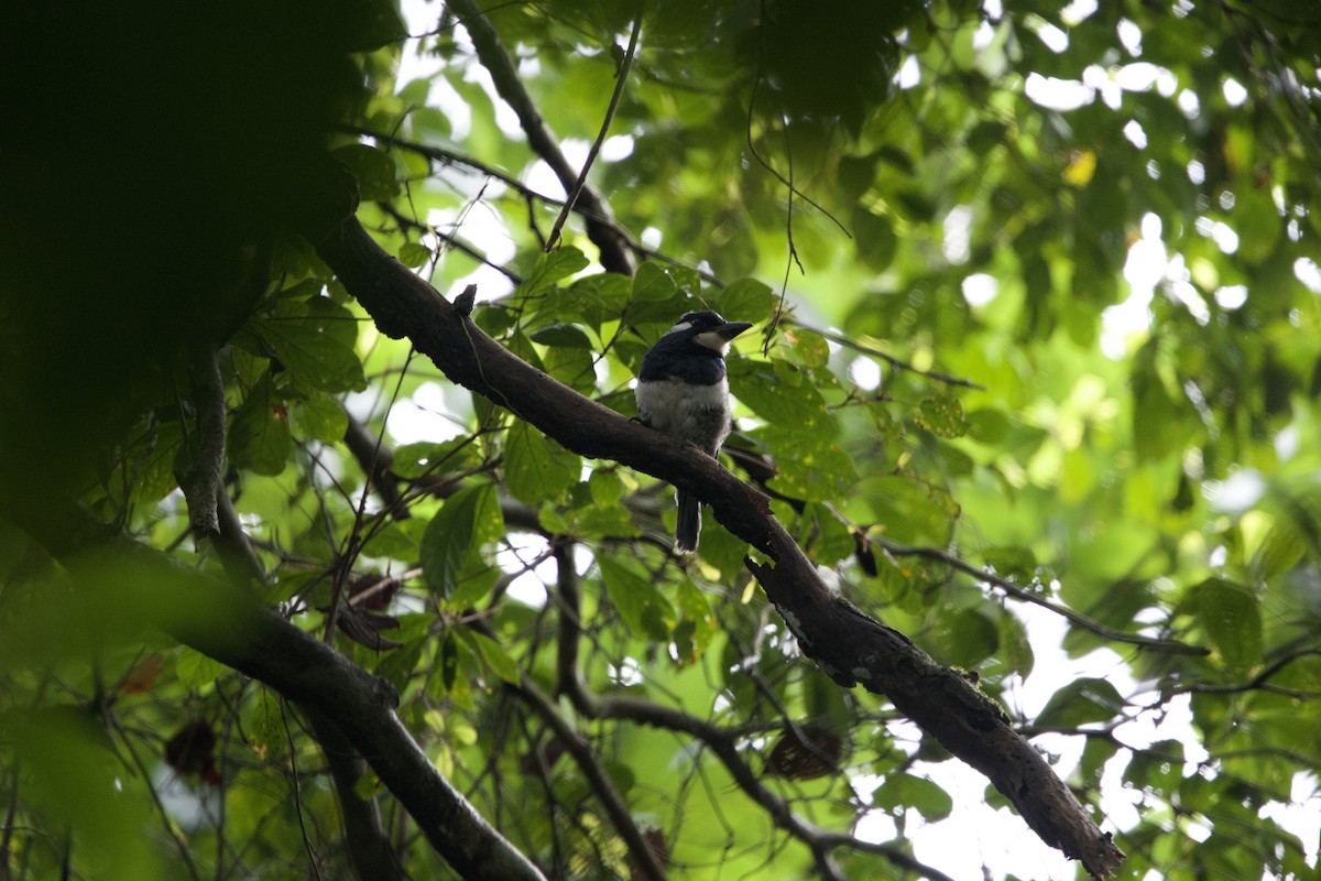 Black-breasted Puffbird - ML637646824