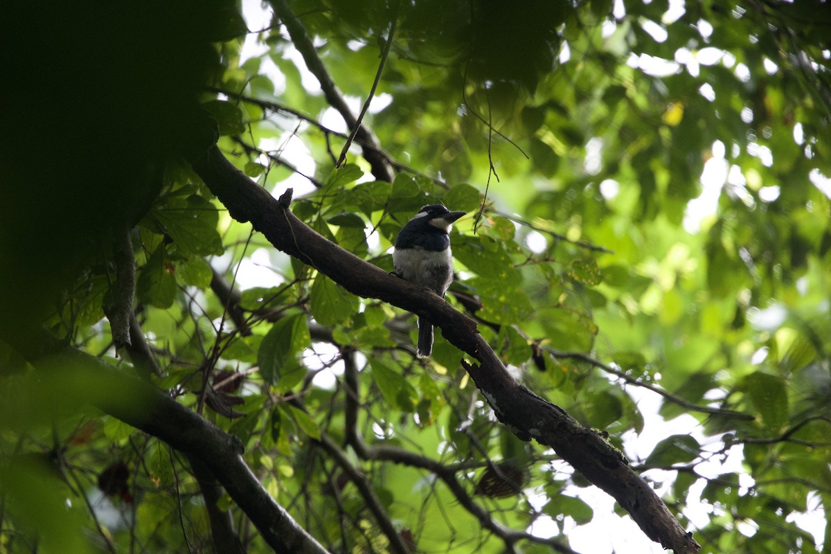 Black-breasted Puffbird - ML637646825