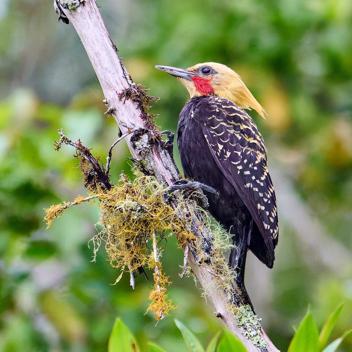 Blond-crested Woodpecker - ML637646901