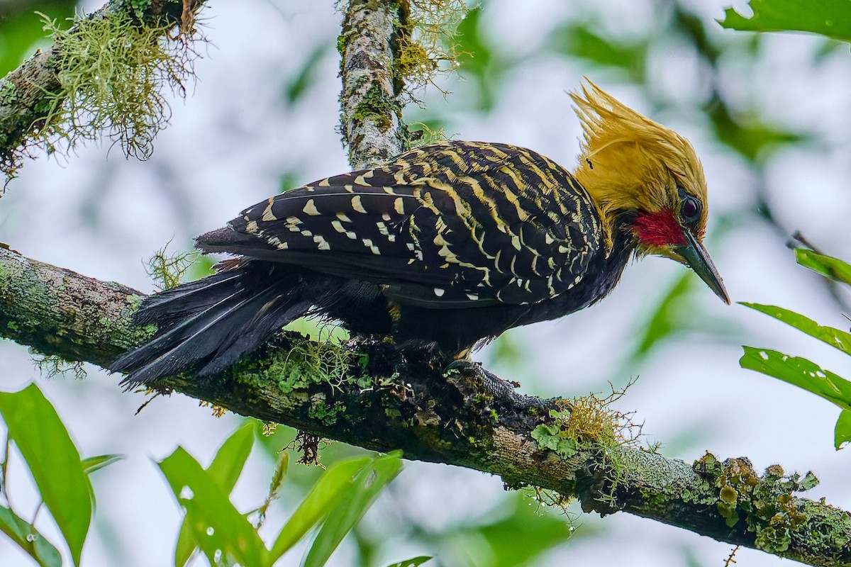 Blond-crested Woodpecker - ML637646914