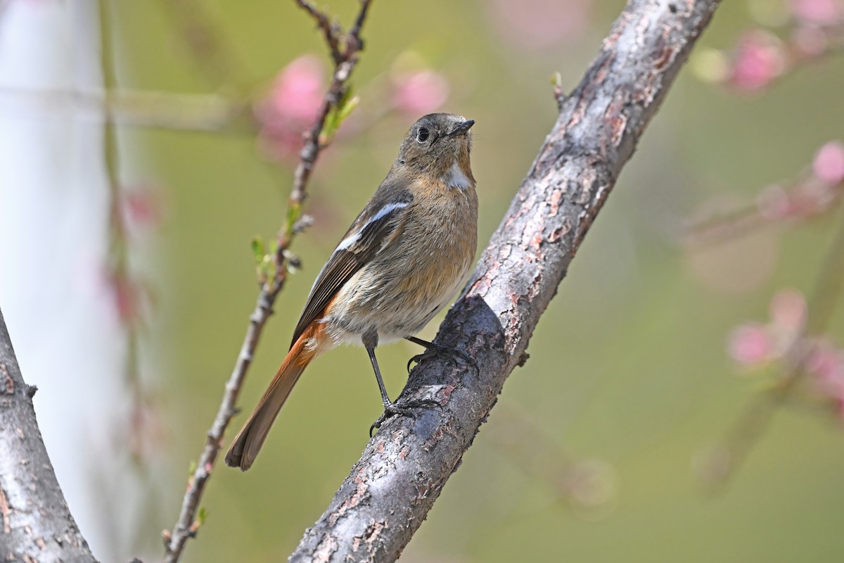 White-throated Redstart - ML637646945