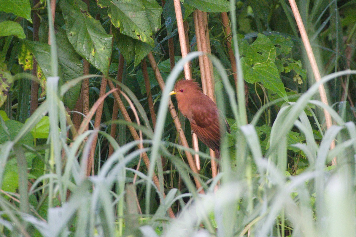 Little Cuckoo - ML637646949