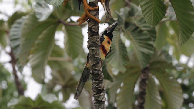 Collared Aracari - ML637646977