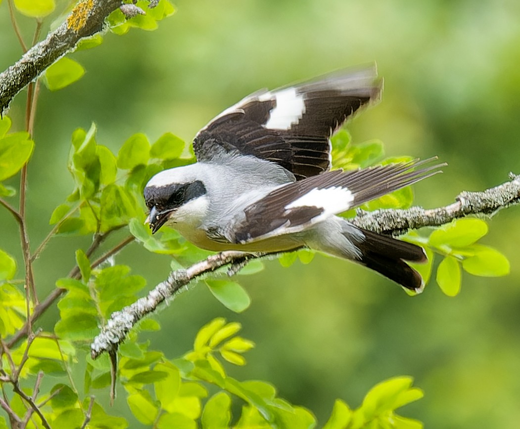 Lesser Gray Shrike - ML637646994