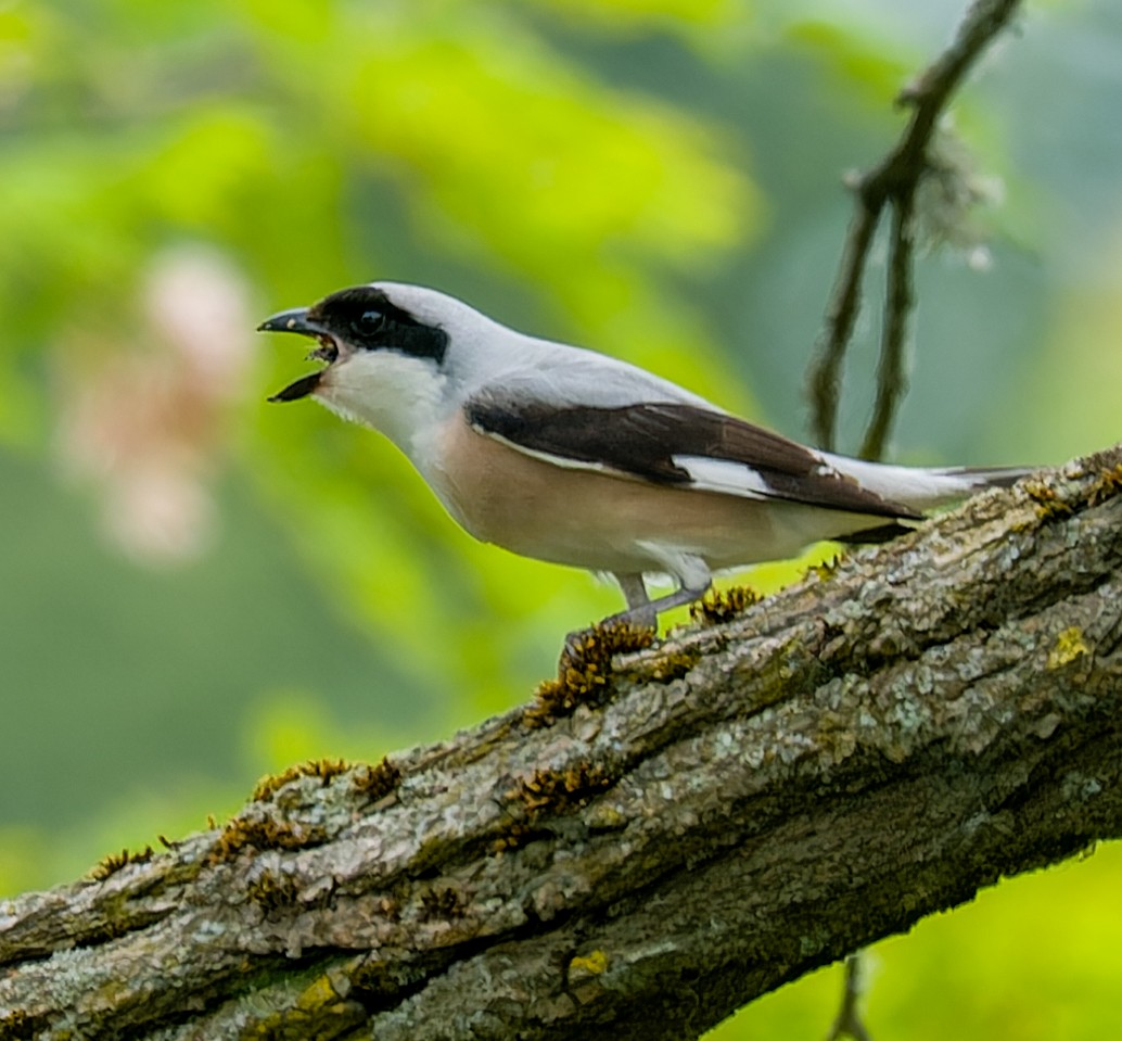 Lesser Gray Shrike - ML637646995
