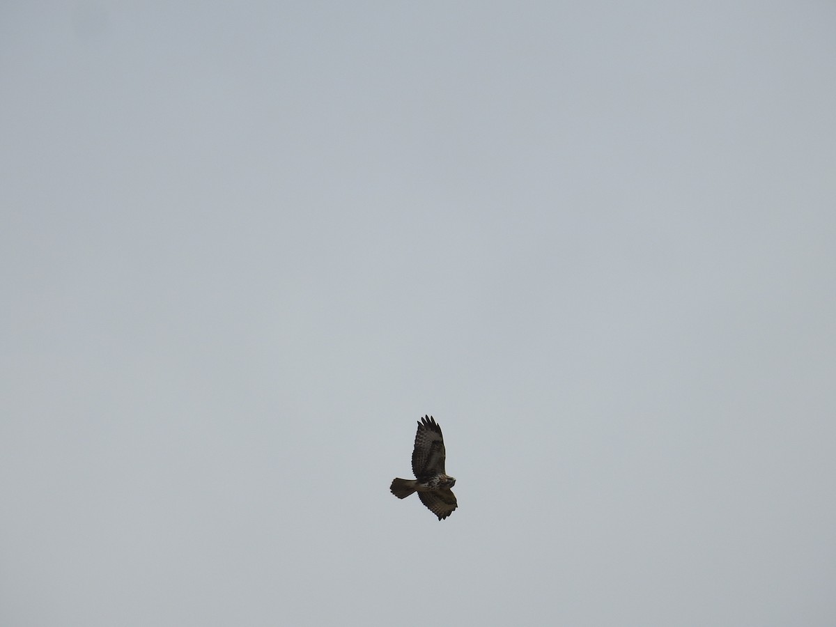 Common Buzzard (Canary Is.) - ML637646998