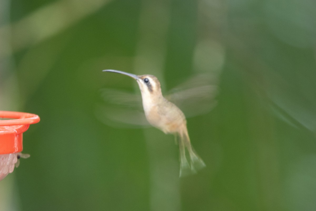 Stripe-throated Hermit - ML637647016