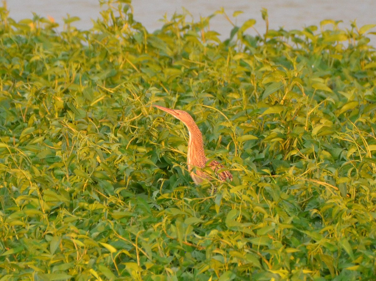 Pinnated Bittern - ML637647023