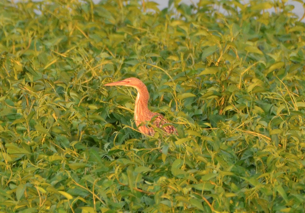 Pinnated Bittern - ML637647024
