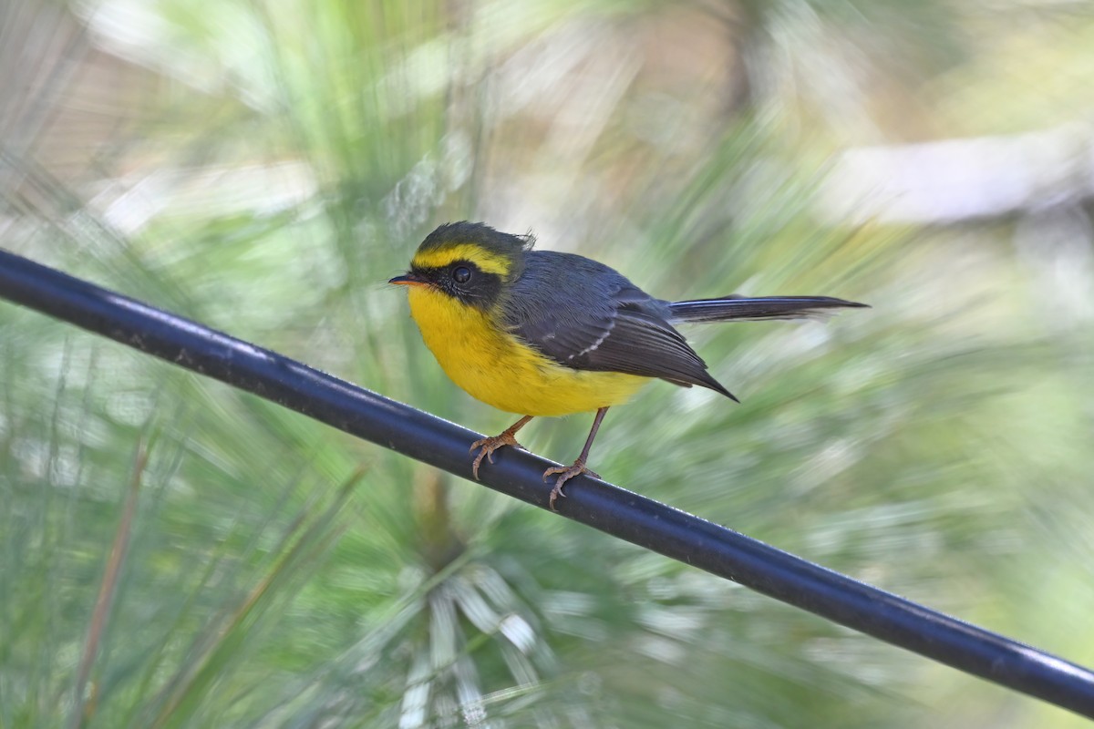 Yellow-bellied Fairy-Fantail - ML637647039