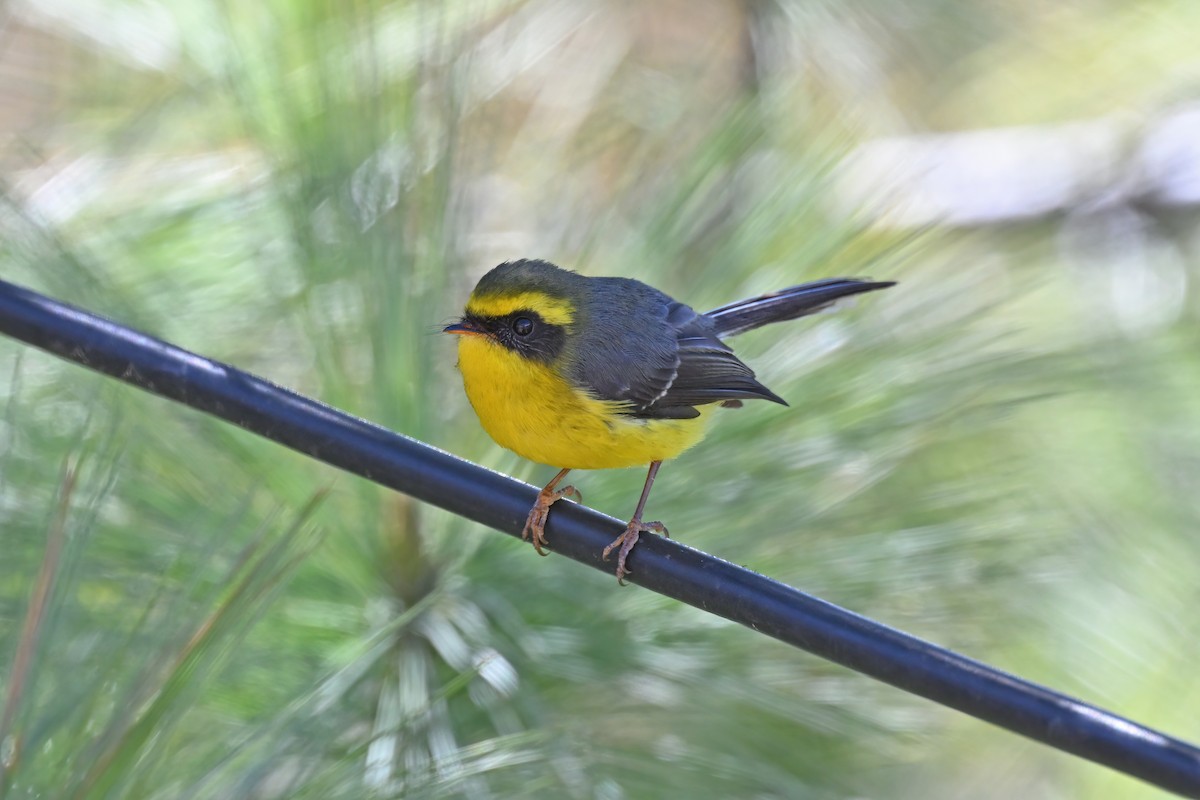Yellow-bellied Fairy-Fantail - ML637647040
