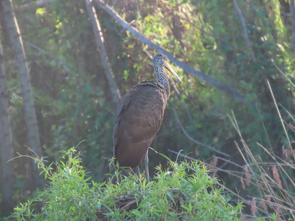Limpkin - ML637647041