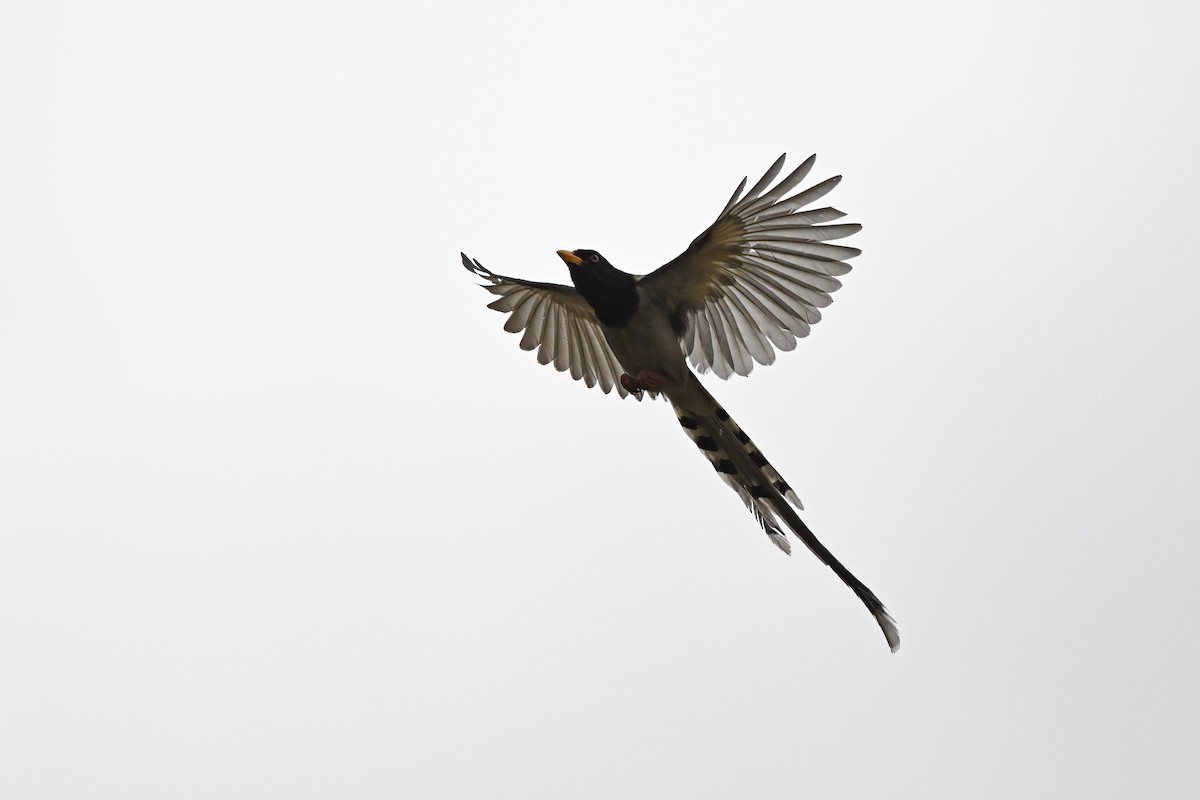 Yellow-billed Blue-Magpie - ML637647070