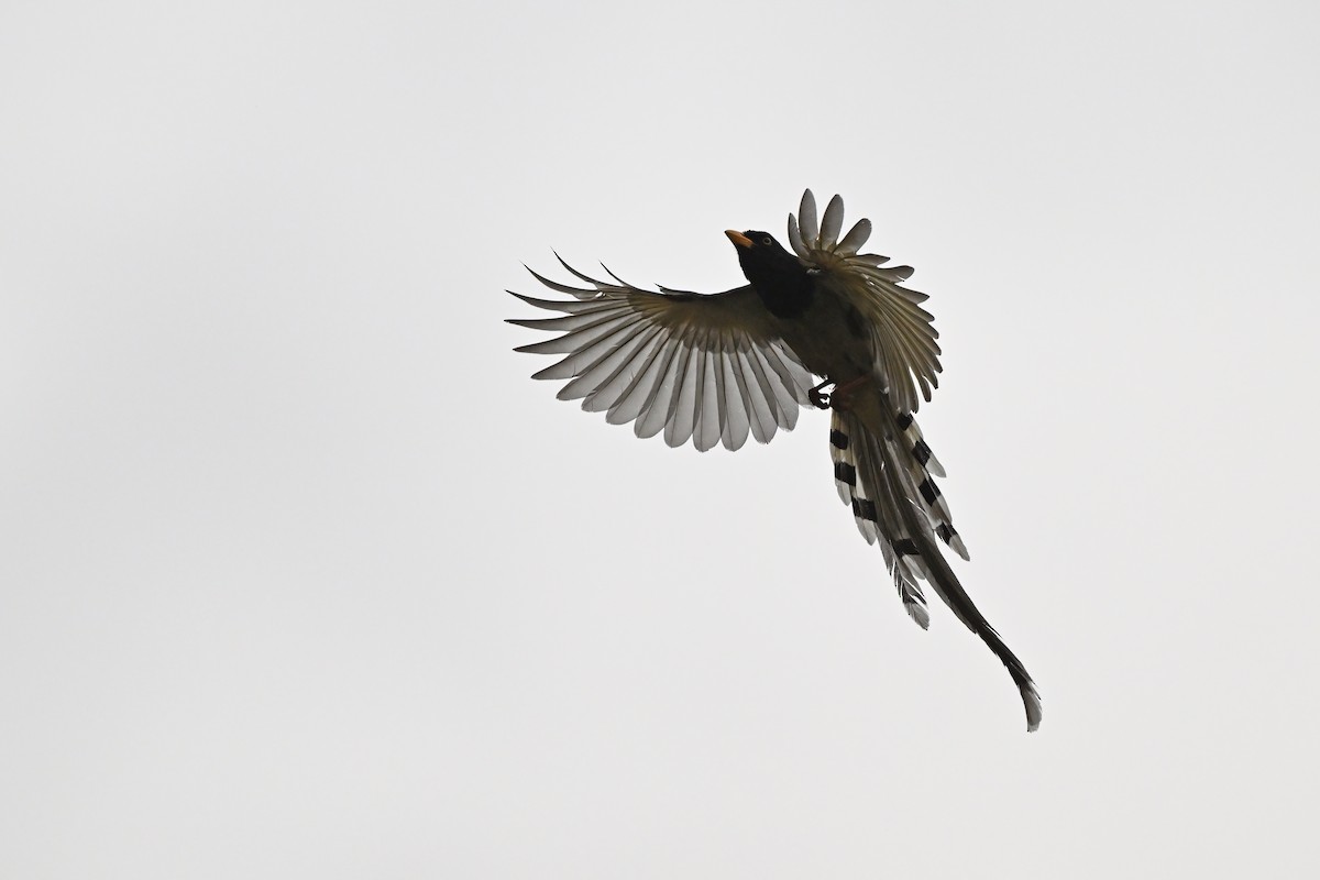 Yellow-billed Blue-Magpie - ML637647071
