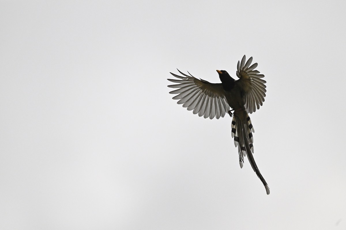 Yellow-billed Blue-Magpie - ML637647072