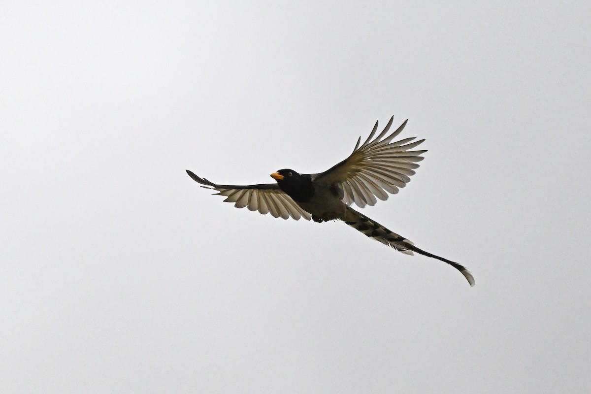 Yellow-billed Blue-Magpie - ML637647073