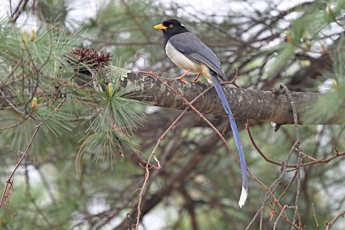 Yellow-billed Blue-Magpie - ML637647086