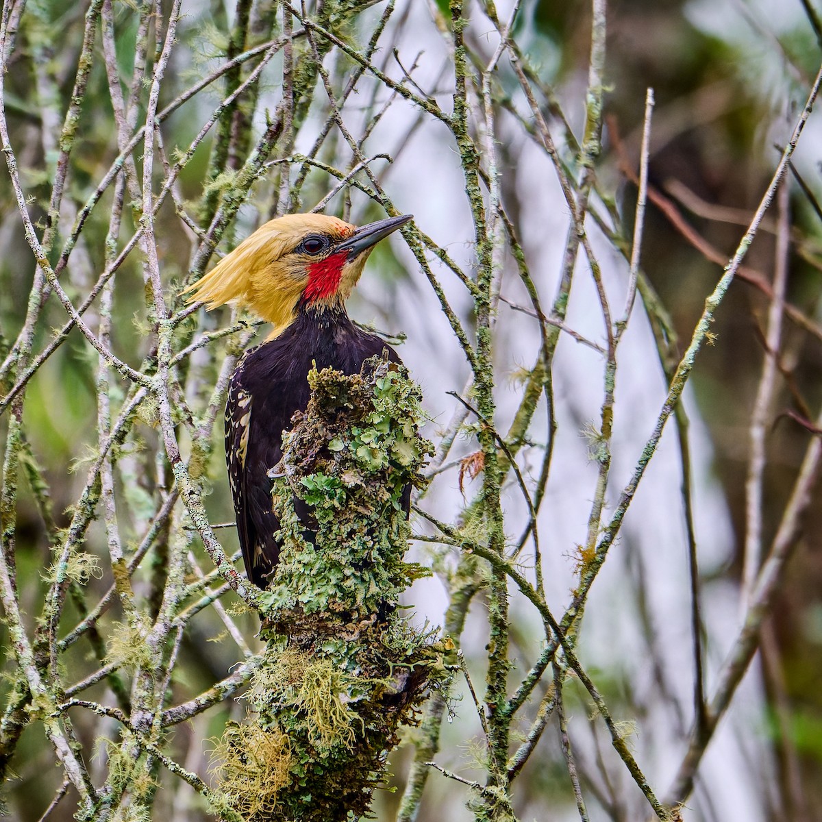 Blond-crested Woodpecker - ML637647095