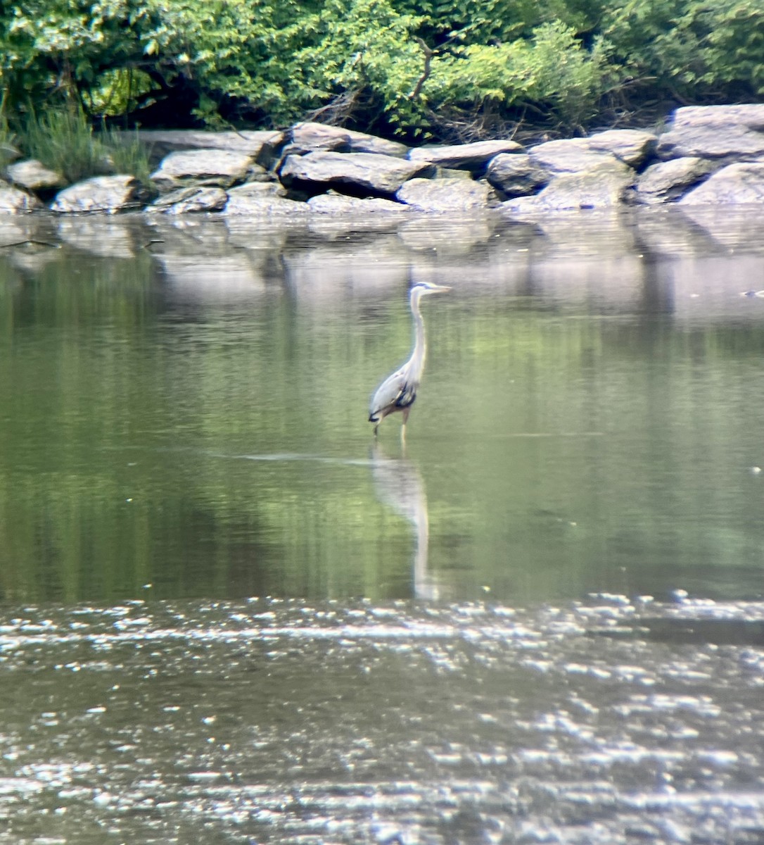 Great Blue Heron - ML637647115
